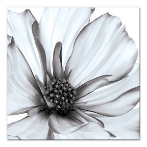 Creative Products Grey and White Flower 36x36 Canvas Wall Art - 1 of 4