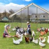 Large Metal Chicken Coop with Outdoor Pen –UV-Resistant Cover, PVC-Coated Wire Mesh, Lockable Door, 9.8' L x 6.6' W x 6.6' H - 3 of 4