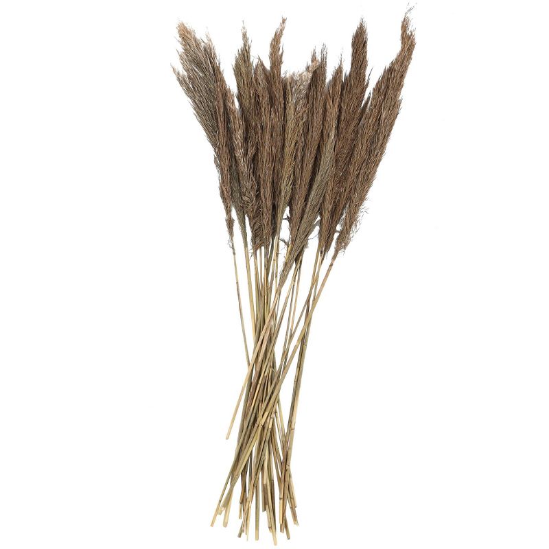 Dried Plant Pampas Natural Foliage with Long Stems Dark Brown - Olivia &#38; May, 4 of 7