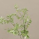 antique white with embossed black top plate