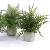 Potted Fern Plants – 14" Tall – Set of 3 Faux Green Ferns in Grey Pots for Indoor or Covered Outdoor Use By Melrose - 2 of 3