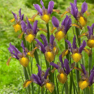 Set of 25 Bulbs Dutch Iris Picasso - Van Zyverden