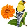 Madd Capp Puzzles: Goldfinch 300 Piece Jigsaw Puzzle - 2 of 4
