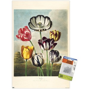 Trends International Tulips from the The Temple of Flora Unframed Wall Poster Prints - 1 of 4
