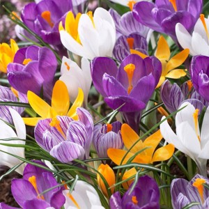 Van Zyverden 8ct Bulbs Crocus Large Flowering Blend - 1 of 4