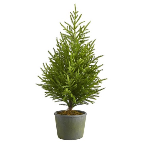 Mini Christmas Tree  Norfolk Island Pine - PlantingTree