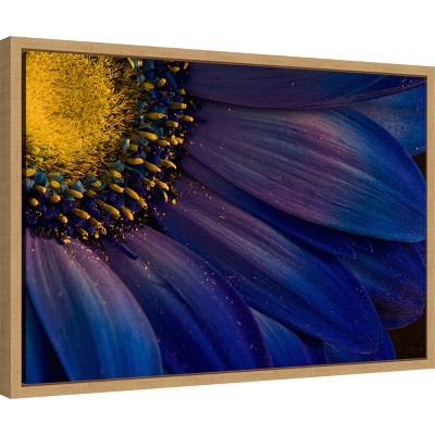 Blue Rays Macro Gerbera Daisy Canvas Print with Maple Frame