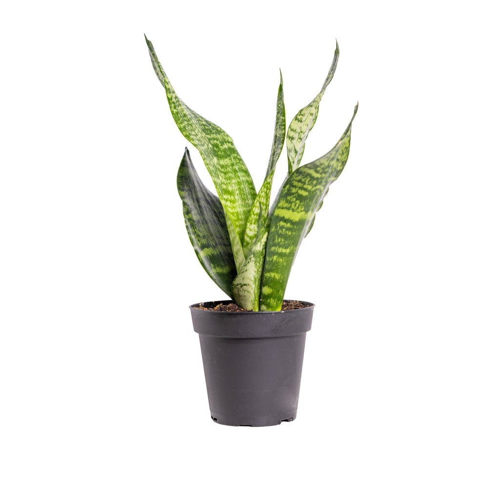 Live 4 Sansevieria Superba Houseplant in