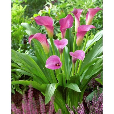 Van Zyverden Set of 5 Callas Lavender Sensation