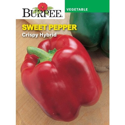 Pepper, Sweet, Long Tall Sally Hybrid - Burpee
