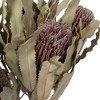 Vickerman Banksia Menziesii, Dried - image 4 of 4