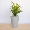 Bloem 14" Tall Finley Tapered Round Planter, Cement - 2 of 4