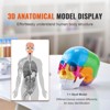 VEVOR Human Skull Model, 22 Parts Human Skull Anatomy, Life-Size Painted Anatomy Skull Model, PVC Anatomical Skull, Multicolored - 3 of 4