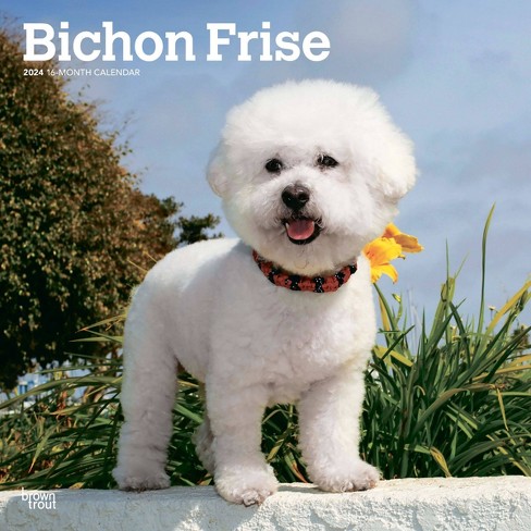 Bichon frise 2024 gift items