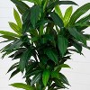 HomeStock  7 ft. Artificial Dracaena Tree in Pot for Indoor/Outdoor - 3 of 4