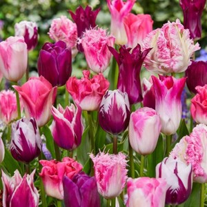 Van Zyverden 25ct Bulbs Tulips Extended Bloom Roseate Mixture Set - 1 of 4