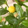 Artificial Plastic Lemon Tree in Pot, Pre Potted Faux Lemon Tree With Realistic fruits Perfect for Home Decor Outdoor - 3 of 4