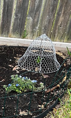 Gardener's Supply Company Sturdy Chicken Wire Cloche Plant