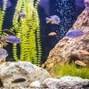 Unique Bargains Ceramic Aquarium Hideaway Rock Cave Fish Tank Decoration Brown 3.23"x2.83"x2.52" - 2 of 4