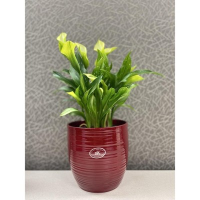 Tierra Garden 6.3" Red Ceramic Indoor Plant Pot