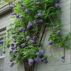 Van Zyverden 4" Wisteria Amethyst Falls Potted Rocketliners - 3 of 4