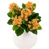 Allstate Floral 14" Amber Kalanchoe Artificial Silk Floral Bouquet - image 3 of 4