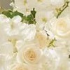 white + champagne