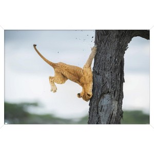 Trends International The Comedy Wildlife Photography Awards: Jennifer Hadley - Not So Cat Like Framed Wall Poster Prints - 1 of 4