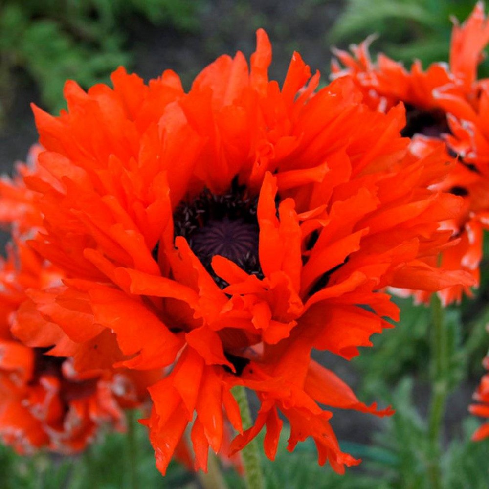 Photos - Garden & Outdoor Decoration Van Zyverden 3ct Roots Poppies Ruffled Princess of Orange