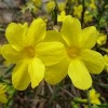 Winter Jasmine 2.5qt U.S.D.A. Hardiness Zones 6-10 - 1pc - National Plant Network: Drought Tolerant Perennial, Full Sun to Partial Shade - 2 of 3