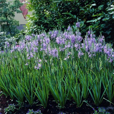 Set of 25 Bulbs Camassia Quamash - Van Zyverden