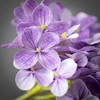 Sullivans Artificial Short Stem Purple Hydrangea 6"L - 2 of 2