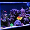 Unique Bargains Aquarium Glowing Artificial Golden Fish Ornament with Suction Cup Yellow Red 1 Pc - 2 of 4