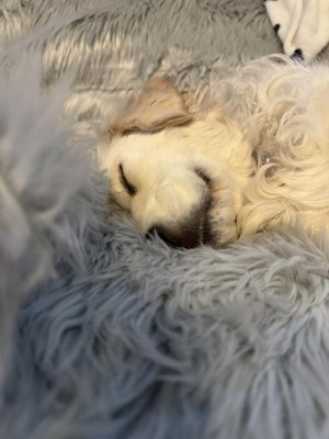 Guest review image 1 of 1, zoom in