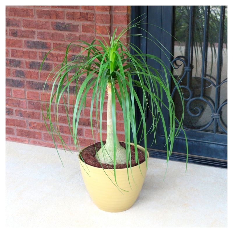 Ponytail Palm 1pc - National Plant Network U.S.D.A Hardiness Zone 8b-11, 4 of 5