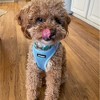 Voyager Step-In Air Dog Harness for Small and Medium Dogs - 4 of 4