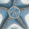 Saro Lifestyle Coastal Outdoor Starfish Pillow Cover, 18"x18", Blue - 3 of 4