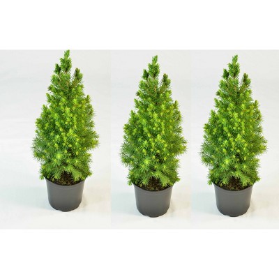 4" Alberta Evergreen Spruce Tree 3pk - National Plant Network