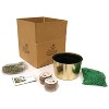10ct Narcissus Paperwhite Kit Ziva with Iron Brass Fluted Pan Planter - Van Zyverden - 3 of 3