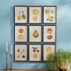 Plum & Post 11.75"W x 0.75" x 15.75"H Assorted Fruits Study Framed Wall Art Set of 9 - 3 of 3
