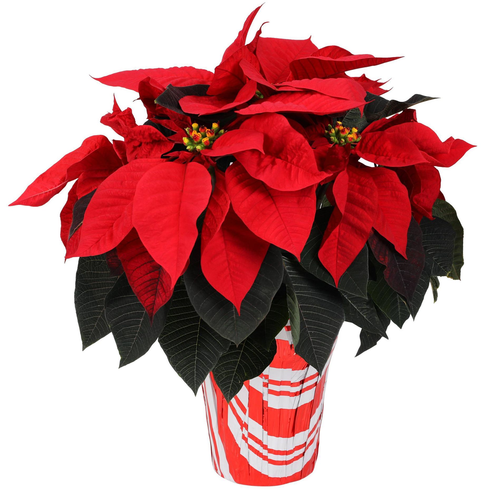 Holiday 6" Red Poinsettia Live Plant - Good Little Garden™