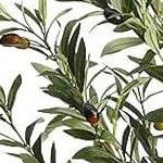 olive tree 6ft with basket