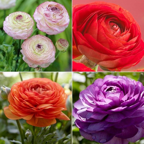 Van Zyverden Set of 48 Butter Cups Ranunculus Collection Bulbs