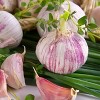 Van Zyverden 3ct Cloves Garlic Rocambole German Red - 3 of 4