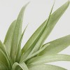 Halloween It's Giving Ghoul Mummy Live Houseplant - Good Little Garden™ - 3 of 4