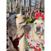 Midlee Christmas Mistletoe Dog Headband Costume - 3 of 4