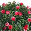 GAOMON Artificial Rose Topiary Ball Tree,21.65" Faux Potted Tree, Artificial Boxwood Topiary Ball Tree with Flowers - 4 of 4