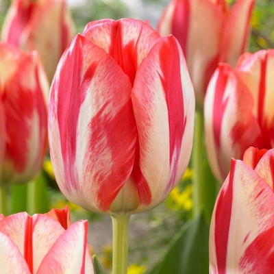 Set of 12 Spryng Break Tulip Bulbs - Van Zyverden