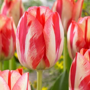 Set of 12 Spryng Break Tulip Bulbs - Van Zyverden - 1 of 4