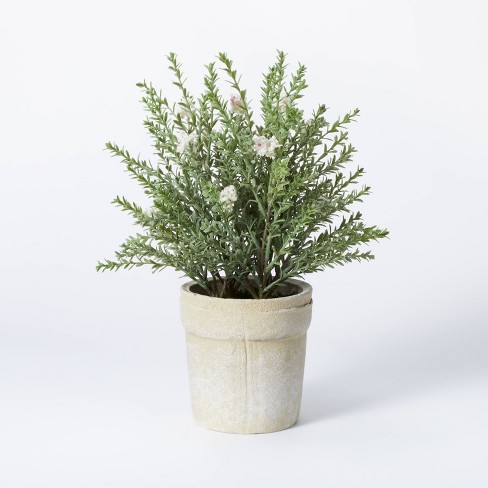 Flowering Thyme Potted - Threshold™ designed with Studio McGee - image 1 of 4